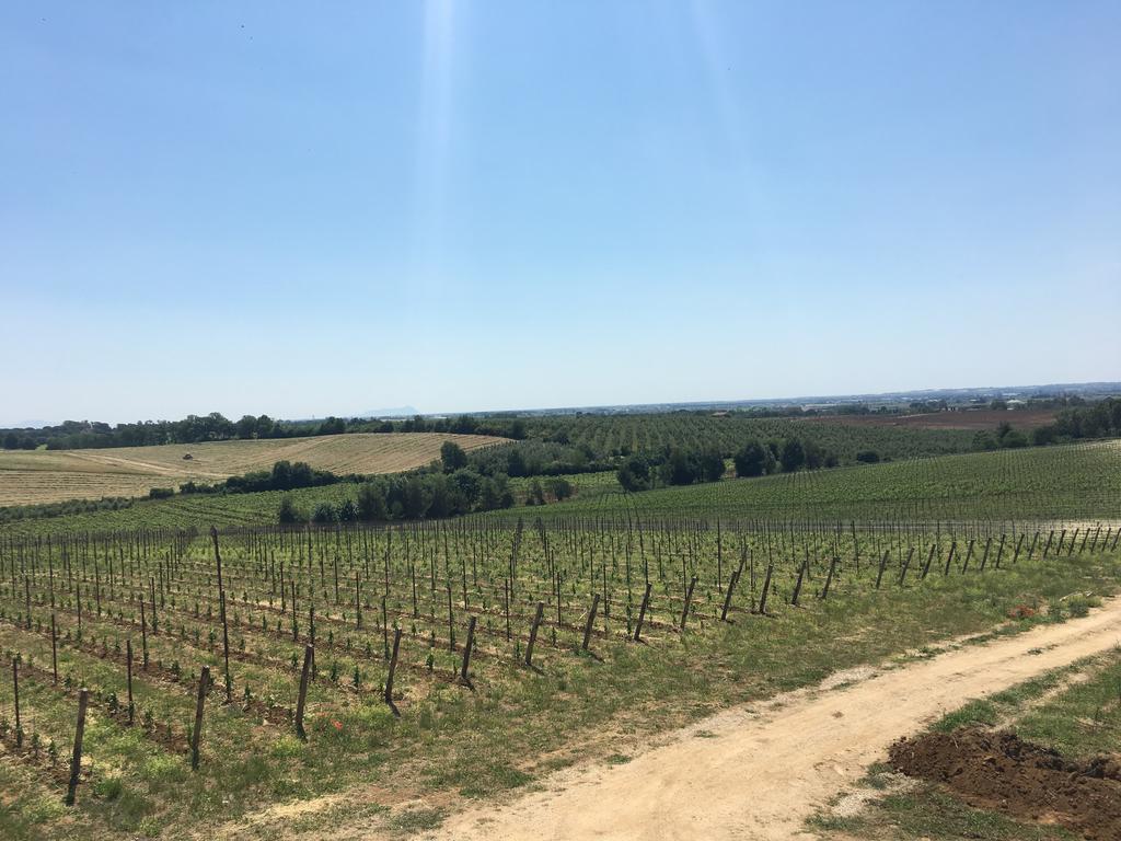 Il Casale Degli Ulivi - Agriturismo - Tenimenti Leone Lanuvio Экстерьер фото