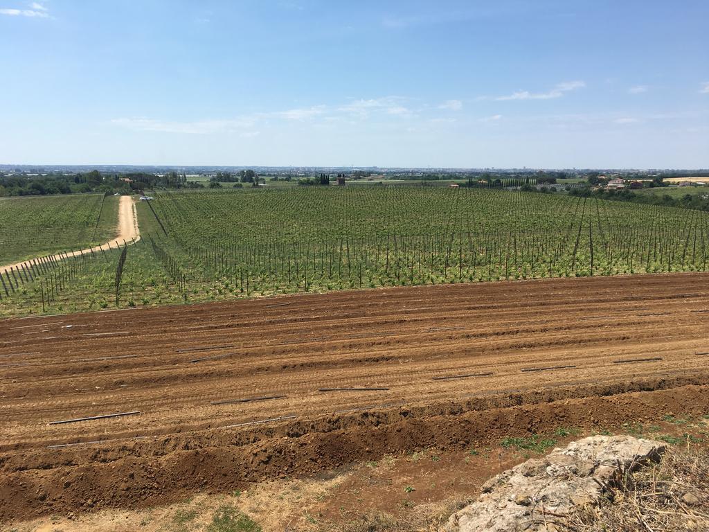 Il Casale Degli Ulivi - Agriturismo - Tenimenti Leone Lanuvio Экстерьер фото