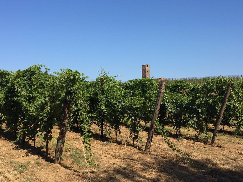 Il Casale Degli Ulivi - Agriturismo - Tenimenti Leone Lanuvio Экстерьер фото