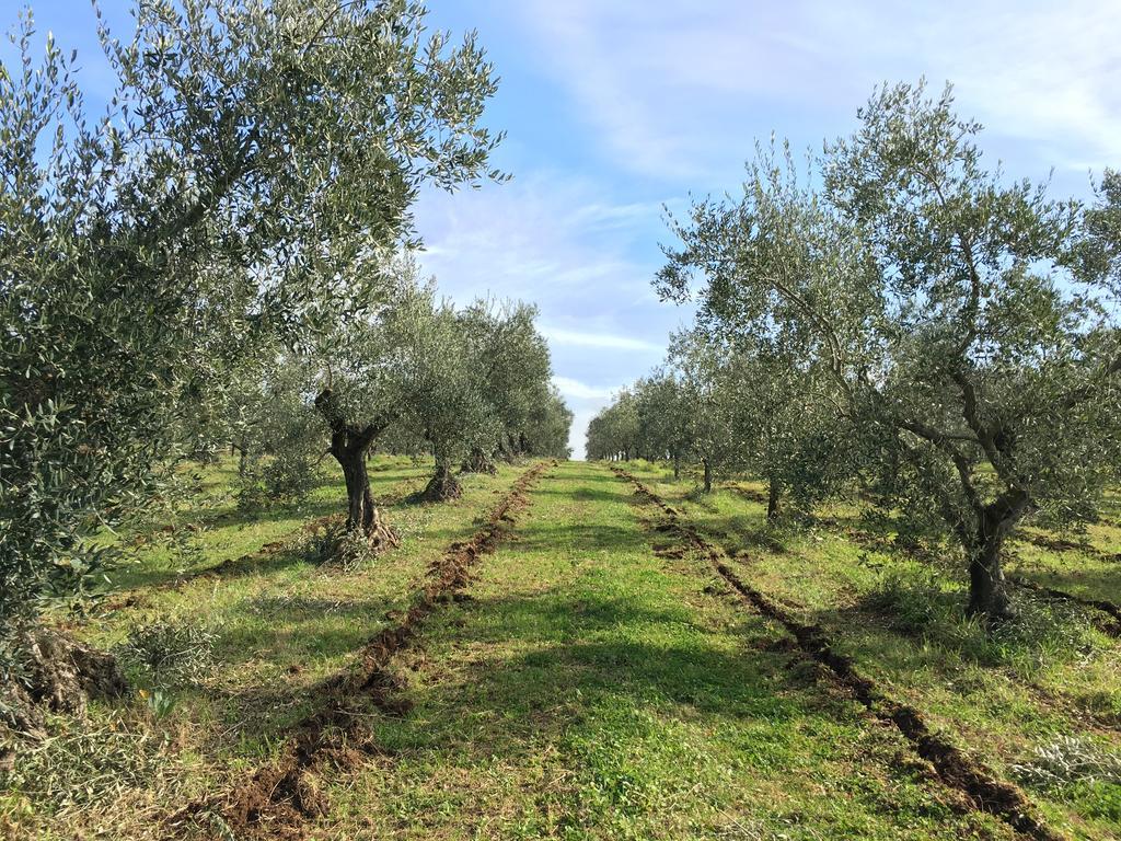 Il Casale Degli Ulivi - Agriturismo - Tenimenti Leone Lanuvio Экстерьер фото